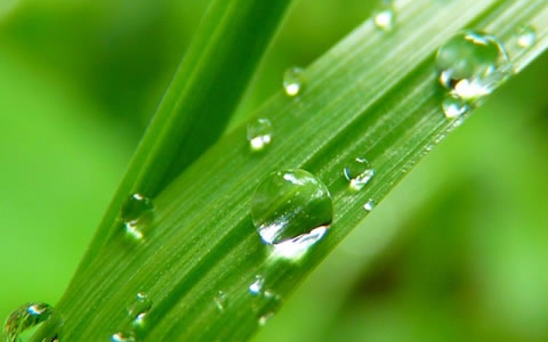 Be The Star of The Neighborhood: Getting Green Grass
