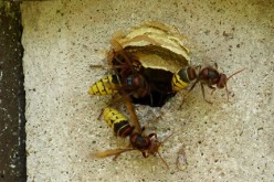 Signs Of Pests In Your Home You Should Know About To Prevent Damage