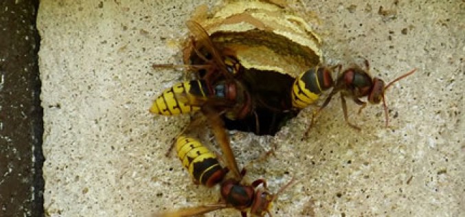 Signs Of Pests In Your Home You Should Know About To Prevent Damage