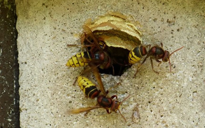 Signs Of Pests In Your Home You Should Know About To Prevent Damage