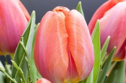 10 Flower Arrangements to Bring Magic Into Your House This Spring