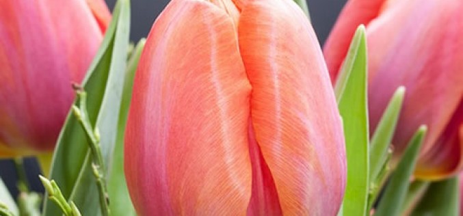 10 Flower Arrangements to Bring Magic Into Your House This Spring