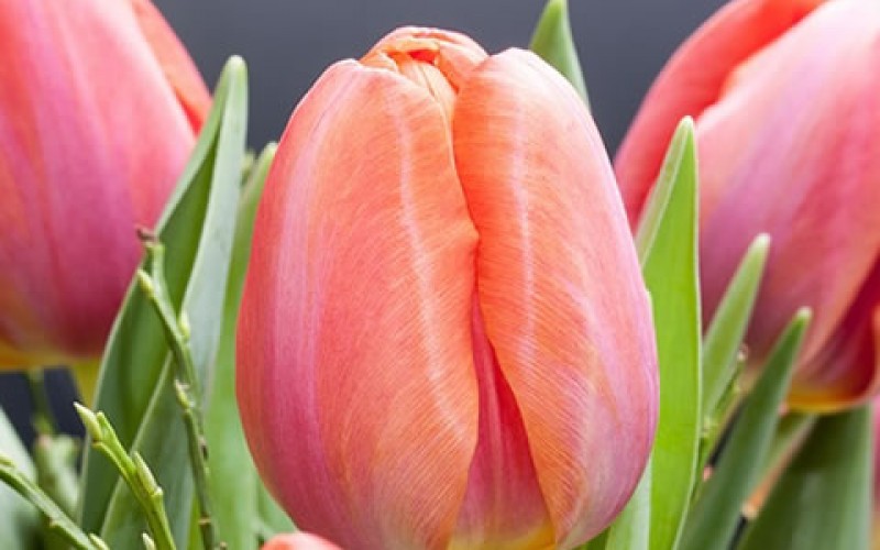 10 Flower Arrangements to Bring Magic Into Your House This Spring