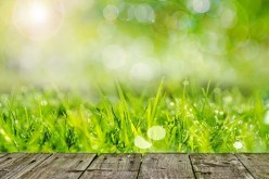 Getting Your Yard Ready for the Summer Season: 4 Things to Remember