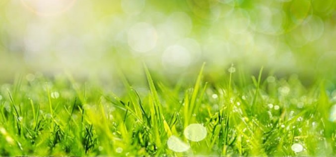 Getting Your Yard Ready for the Summer Season: 4 Things to Remember