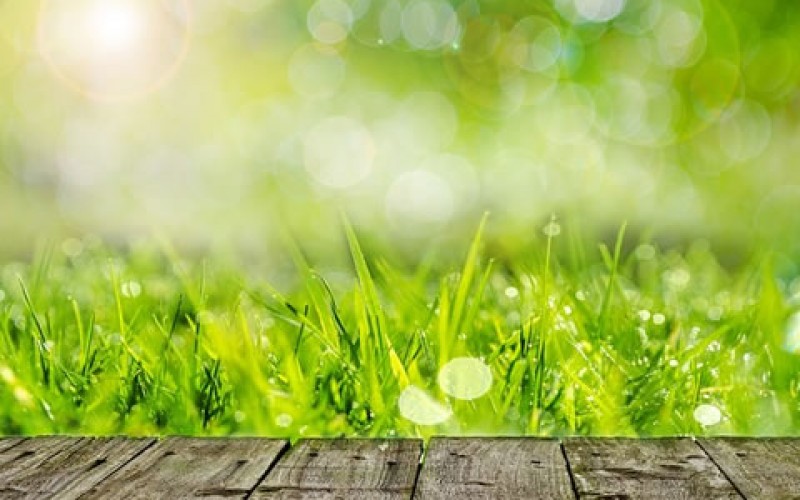Getting Your Yard Ready for the Summer Season: 4 Things to Remember