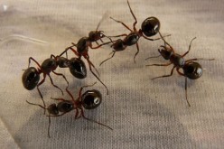 Pest Protection:  How to Keep Your Home Safe Year-round