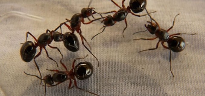 Pest Protection:  How to Keep Your Home Safe Year-round
