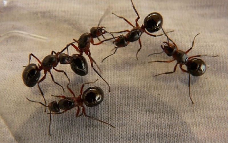 Pest Protection:  How to Keep Your Home Safe Year-round