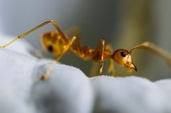 4 Ways to Prevent Ants from Invading Your Kitchen