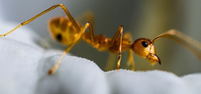 4 Ways to Prevent Ants from Invading Your Kitchen