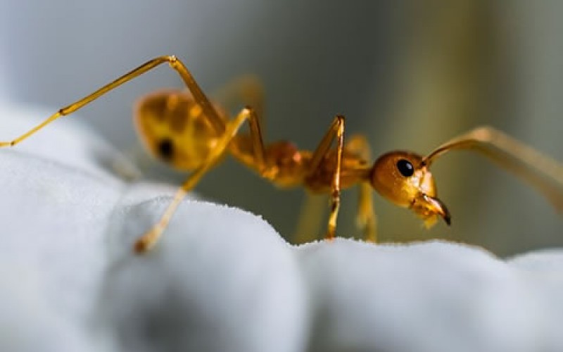 4 Ways to Prevent Ants from Invading Your Kitchen