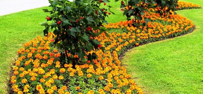 Final Touches: Best Ways to Get Your New Yard in Fast