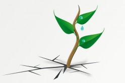 Think Before You Work: Five Yard Suggestions that Make Upkeep a Breeze