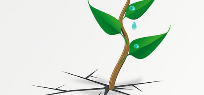 Think Before You Work: Five Yard Suggestions that Make Upkeep a Breeze