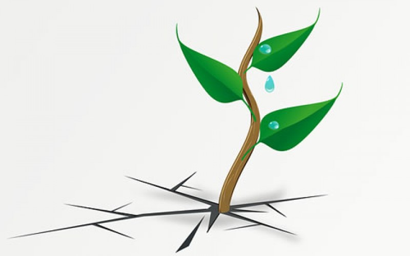 Think Before You Work: Five Yard Suggestions that Make Upkeep a Breeze