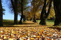 Protect Your Landscapes with Root Barriers