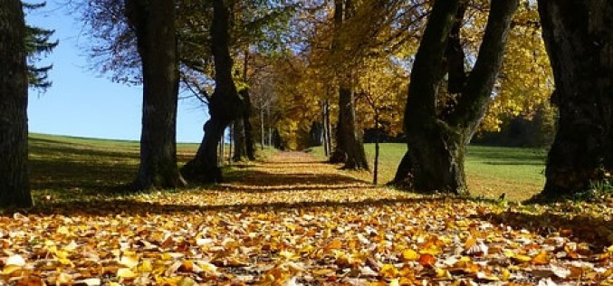 Protect Your Landscapes with Root Barriers