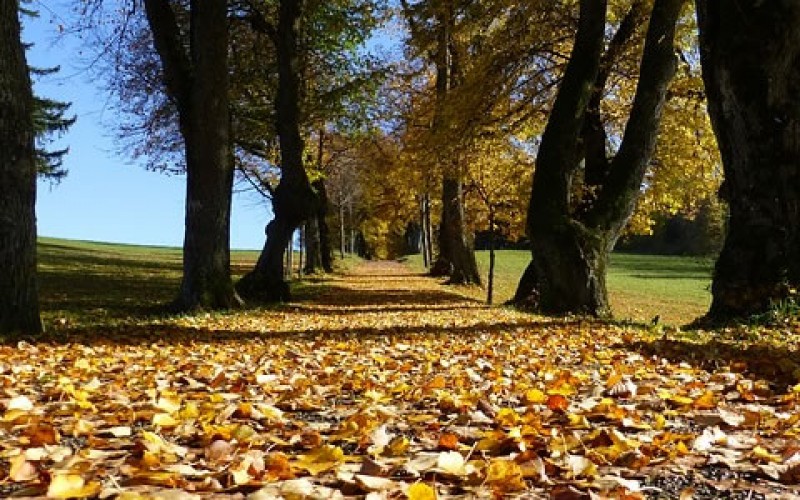 Protect Your Landscapes with Root Barriers