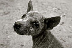 Three Flooring Solutions for the Distressed Pet Owner