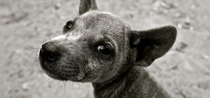 Three Flooring Solutions for the Distressed Pet Owner