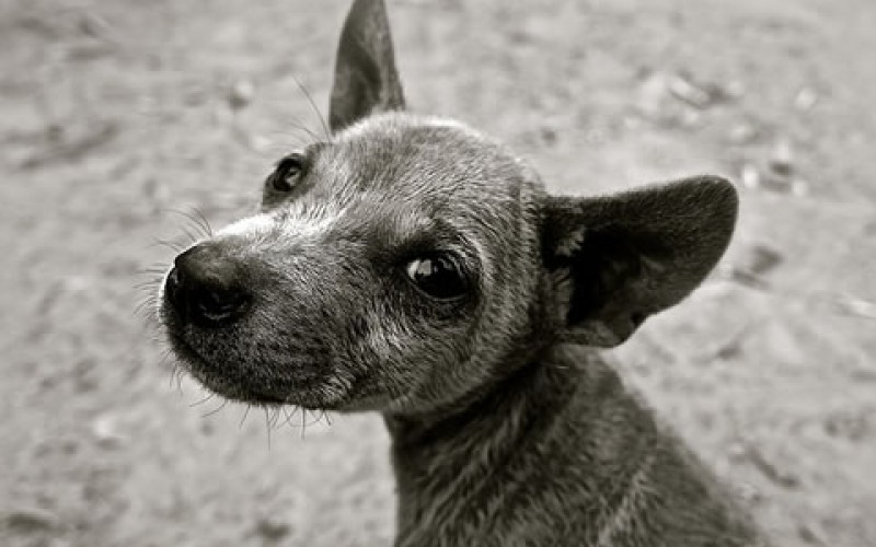 Three Flooring Solutions for the Distressed Pet Owner