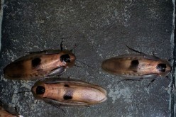 Spring Invasion: 4 Critters That Want to Make Your Home Theirs
