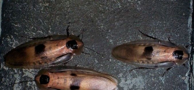 Spring Invasion: 4 Critters That Want to Make Your Home Theirs