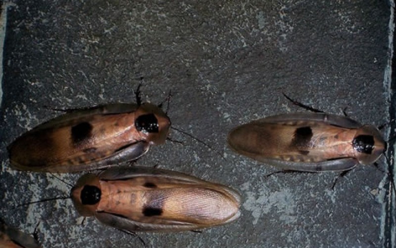 Spring Invasion: 4 Critters That Want to Make Your Home Theirs