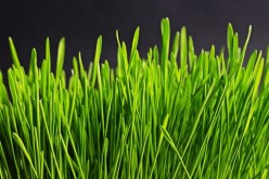 Five Tips to Keep Your Lawn Beautiful