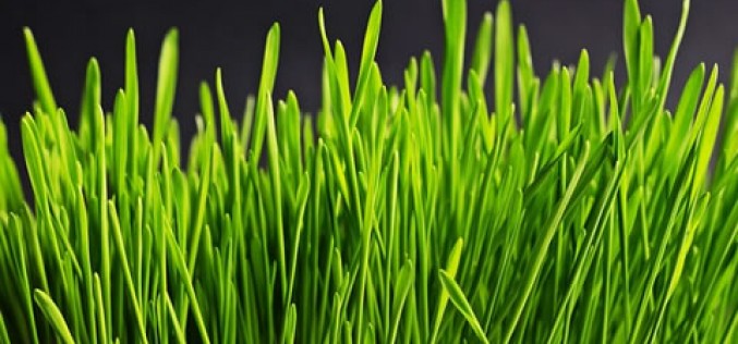 Five Tips to Keep Your Lawn Beautiful