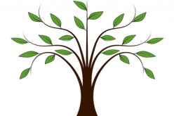 Staking a Newly Planted Tree – Methods and Specifications