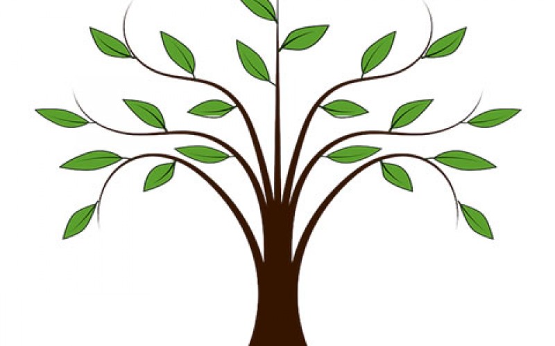 Staking a Newly Planted Tree – Methods and Specifications