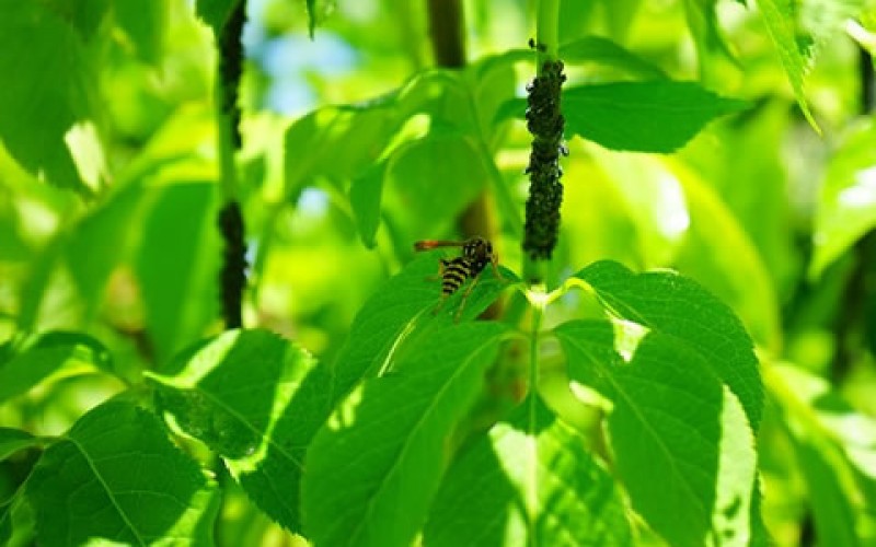How to Identify Tree Problems