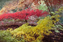 How to Choose Lawn-Friendly Trees for Your Yard