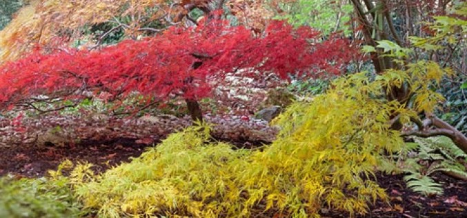 How to Choose Lawn-Friendly Trees for Your Yard