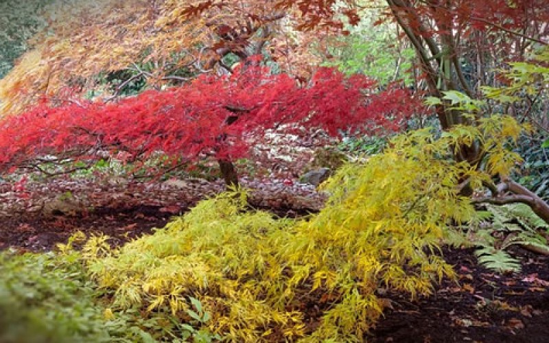 How to Choose Lawn-Friendly Trees for Your Yard