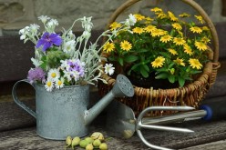 How to Start Your Own Garden in Your Back Yard