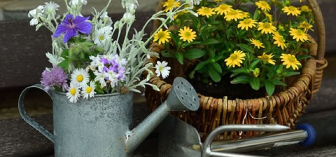 How to Start Your Own Garden in Your Back Yard