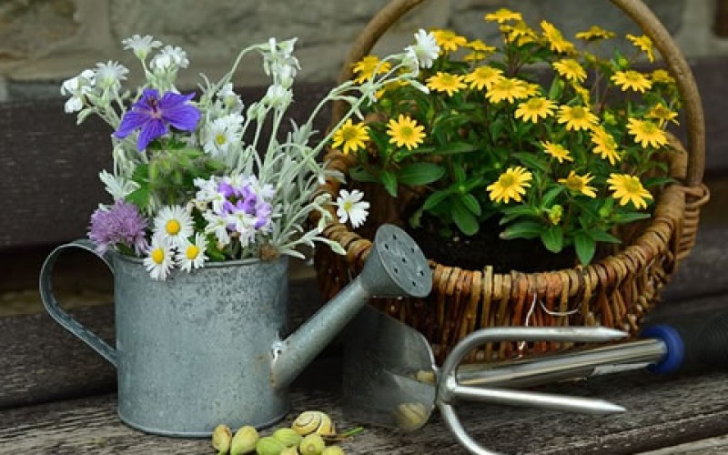 How to Start Your Own Garden in Your Back Yard
