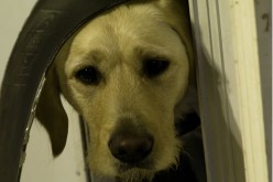 The Perfect Pet Door