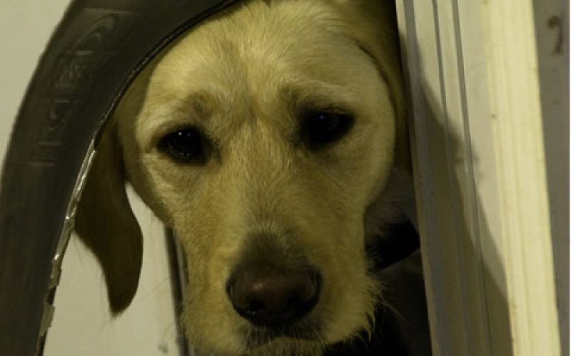 The Perfect Pet Door