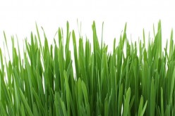 5 Tips to Your Perfect Yard this Summer Season