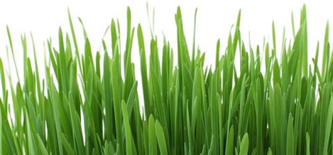 5 Tips to Your Perfect Yard this Summer Season