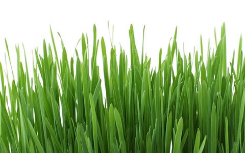 5 Tips to Your Perfect Yard this Summer Season