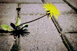 How to Make Your Own Weed Killer at Home