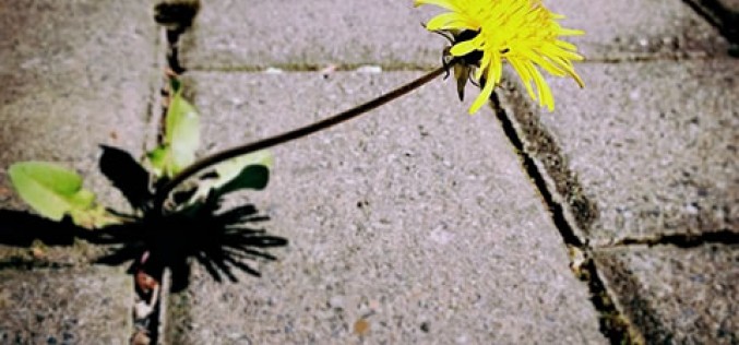 How to Make Your Own Weed Killer at Home