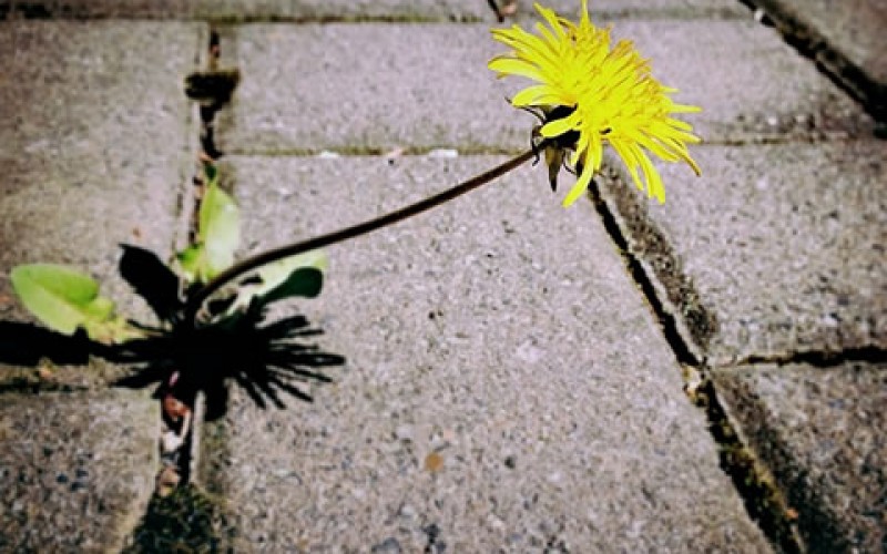 How to Make Your Own Weed Killer at Home