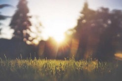 Caring for Your Lawn: Basic Lawn Care Tips for Winter Season