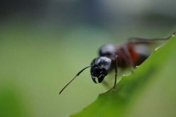 What Are The Most Common Pests You Need To Protect Your Home From In Autumn?